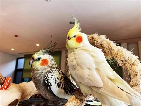 養鳥的人個性|第一次養鳥就上手！各種鸚鵡特點怎麼選？獸醫師：新。